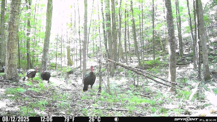 
                  
                    BattleFish Charters – Youth Turkey Hunting Camp
                  
                